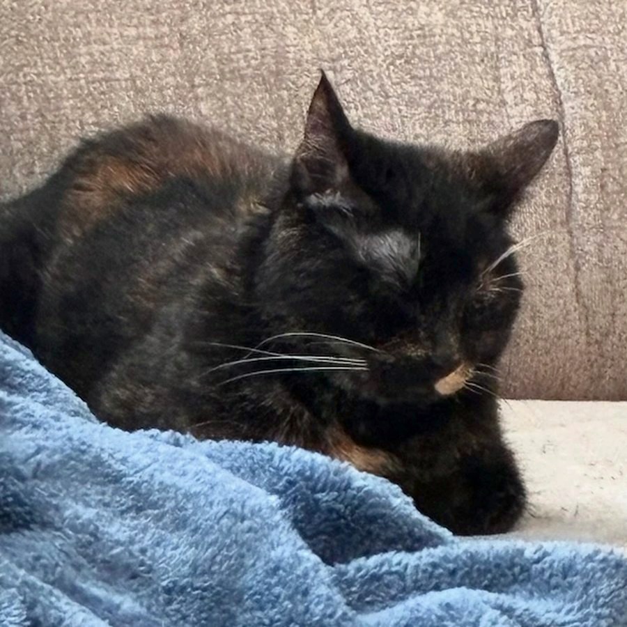 A tortoiseshell cat named Midna naps with her eyes closed on a couch, curled up next to a blue fleece blanket.