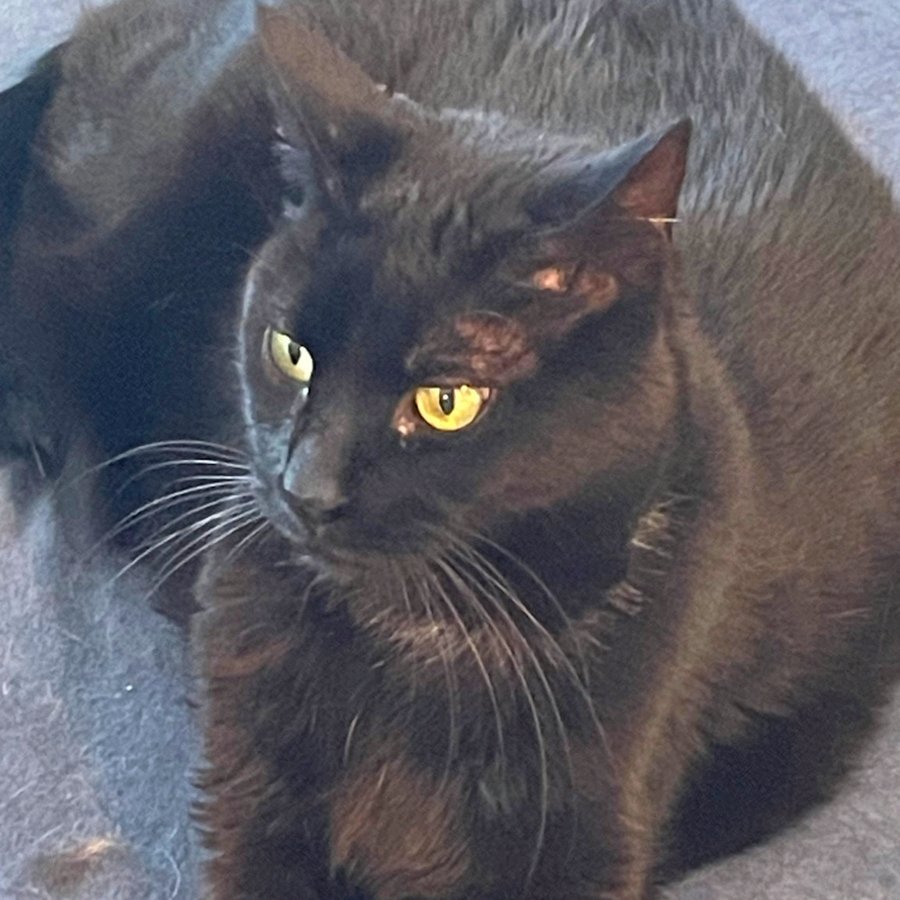 A black cat named Zelda sits on a gray-blue blanket, her paws stretched out in front of her, and glances off to the side with yellow-green eyes.