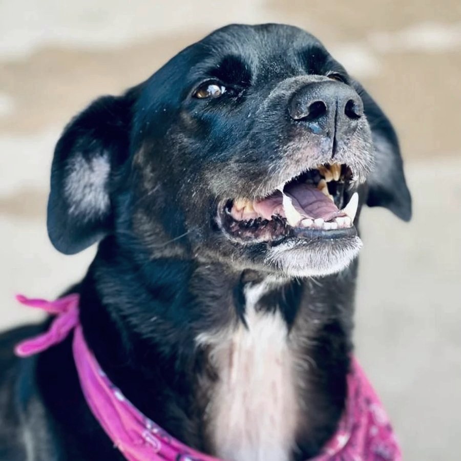 A black dog named Kirby with a white chest and a pink bandana looks up and to the side with a big open-mouthed smile.