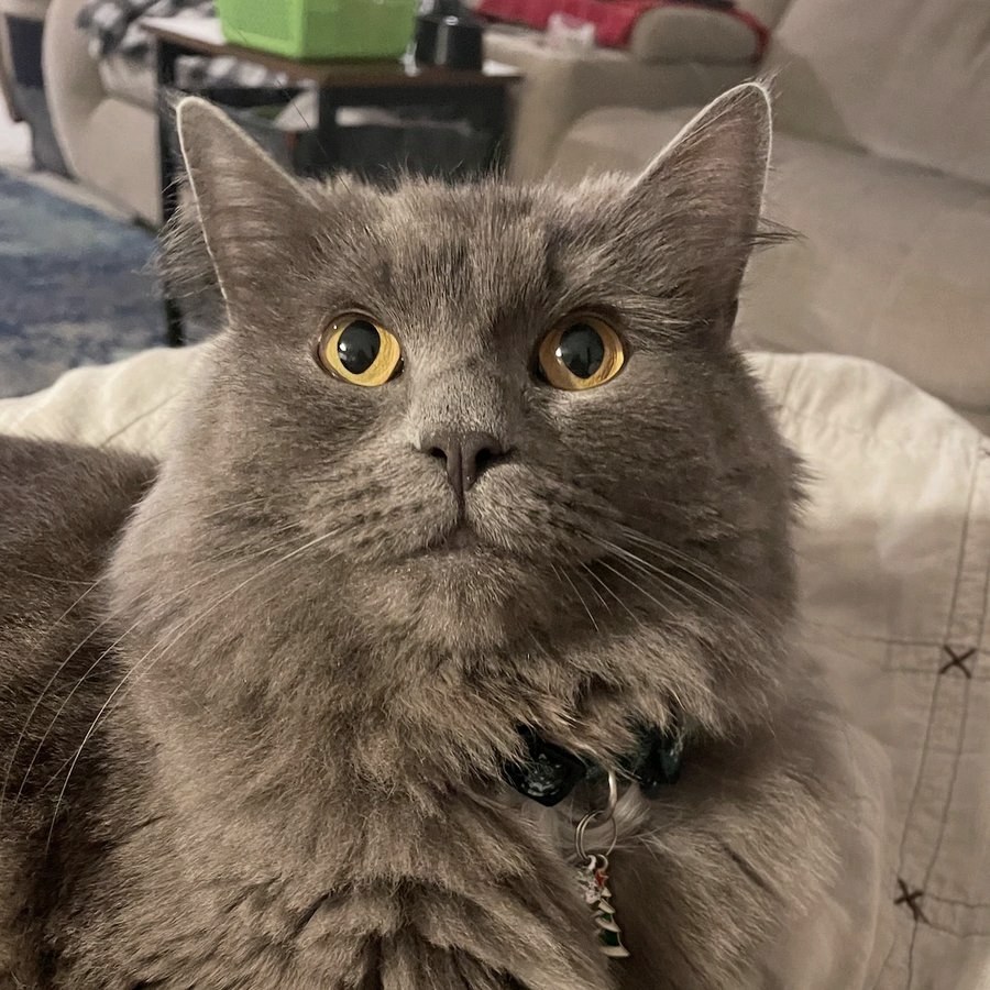 A gray cat named Beauregard looks straight at the camera with wide golden eyes, sitting on a cream quilt and wearing a black collar with a tiny Christmas tree charm.